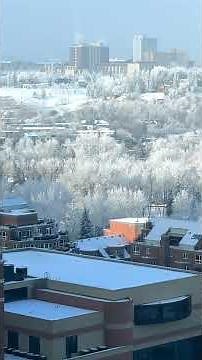 Hoar Frost in Calgary ❄️ Feathery Crystal Trees