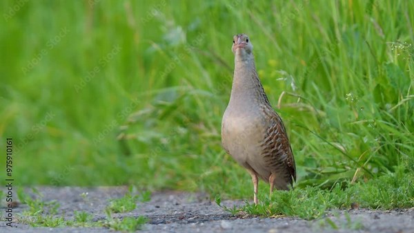 Corncrake (Crex crex) mating call, bird calling in the meadow