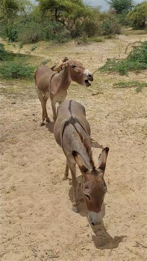 #Donkey sounds #animals #youtubeshorts