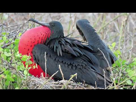 Frégate superbe : vol, parade et attaque / Magnificent Frigatebird : flight, parade and attack