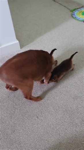 Ariella Abyssinian ABY Ruddy color breeds 🥰💥❣️🐾 Abyssinian Baby's 🫶🐾🫶🌍 Awesome 🥰❣️🐾 8 Marts 🥰🥰🥰 Abyssinian Amazing breeds for all 😃