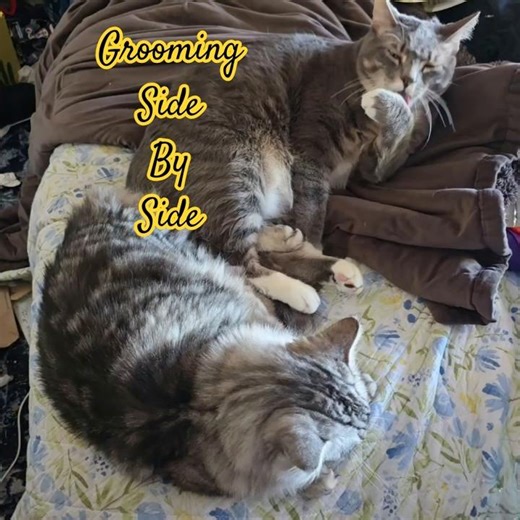 Cat Grooming is an all day Job! 🐈🐾