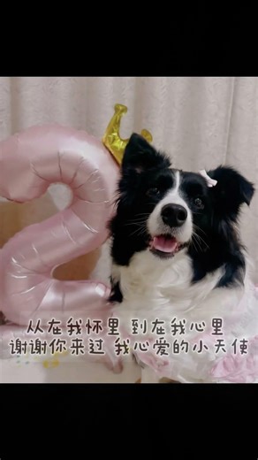 Rainbow Bridge Tribute for 心心🌈 #tribute #pets #petloss #cute #love #animals #dogs #grief