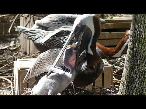 BROWN PELICANS FEEDING ONE MONTH OLD CHICK IN NEST