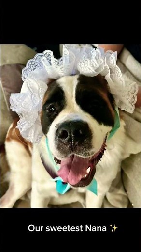 Nana in Peter Pan: The Heartwarming Story of Peter Pan's Beloved Dog #dog #viral #shorts