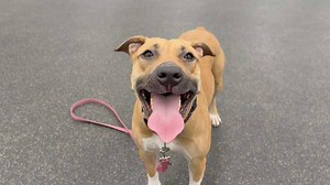 Goddess of hunt: Meet Artemis, the Nebraska Humane Society's pet of the week