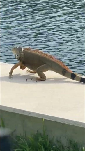 Big Lizard walking on the edge of dock