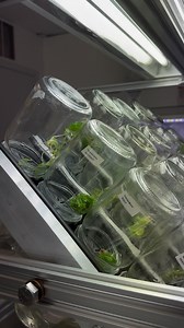 We can watch this all day long! 🌱🧑‍🔬 The mesmerizing motion of our BioTilt™ in action is not just a visual treat; it’s a glimpse into the future of plant tissue culture. 🌀 What is the BioTilt™? The BioTilt™ is an innovative device designed to automate the rotation of your Biocouplers™. This system ensures that each plant receives an even distribution of nutrients and light, crucial for uniform growth and development. 🌿 What is the Biocoupler™? The Biocoupler™ is our solution for cultivating