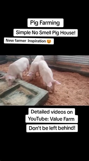 A Simple No Smell Pig House by one of our dear customer! Very proud of him. He bought pigs from us and implemented the no smell pig house too! Detailed videos on YouTube: Value Farm. Don't be left behind. #fpy #foryoupage #farmlife #sharingiscaring #millionairemindset #valuefarm #viraltiktok #nigeriantiktok🇳🇬 #phillipines #kenyantiktok🇰🇪 #ghanatiktok🇬🇭 #ugandatiktok #motivation