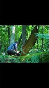#forest#survival#camping#outdooradventure #viralvideo