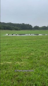 Bath Time Madness: A Lot of Dogs Getting Clean!