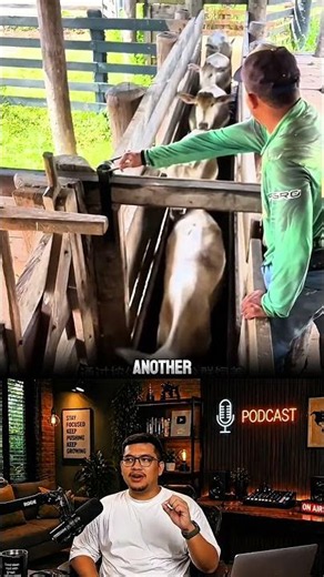 smart cattle sorting system using wooden lanes #shorts #shortvideo