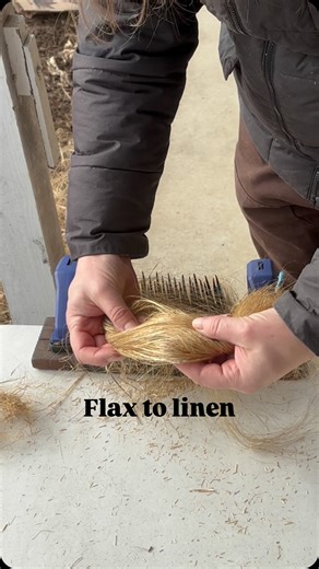 Abigail on Instagram: "Flax to linen: the process to turn plant to fiber. This is just a brief video to show the breaking, scutching, and heckling (combing) of my homegrown, retted flax straw. I probably should put a little more emphasis on the physical labor involved. 😅 I’ve been doing this flax thing a lifetime, mostly to educate other people. Finally, I’m at a point where I am growing & scutching enough for teaching, some for my own projects, and a little extra to sell (coming soon). I am re