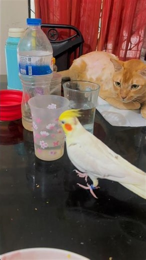 Bird Medicine Drama 😂🐦 | Funny Bird & Cat Moments | Pet Comedy Shorts