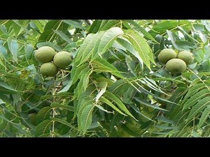 Eastern black walnut | Juglans nigra | Trees of north America