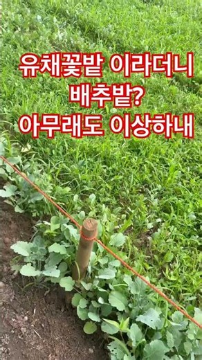 서초구 양재천 유채꽃밭인지 갓깇치 밭인지?#꽃밭#유채꽃#문제#서초구#양재천