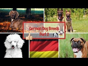 German Dog Breeds Part 2