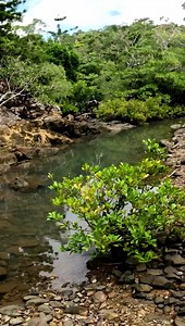 Fishing tiny rock pools! | Jonny Brooks Fishing