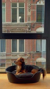 Pack your bags and your pet's favourite toy! Spoil yourself and your furry little friend to a luxurious stay at one of our pet-friendly hotels like Anantara Grand Hotel Krasnapolsky Amsterdam. Discover which Anantara destinations welcome your four-legged friends >> https://mhg.to/e0pbn | Anantara Hotels & Resorts