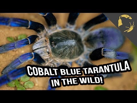 Cobalt Blue Tarantula - Haplopelma Tarantula Hunt in Thailand!