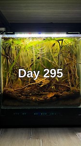 49K views · 2.1K reactions | I primarily feed my Apistogramma with...