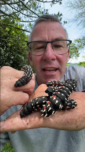 Look at this amazing cabbage Tree Emperor Moth – be the difference, protect it! 🌍🦋