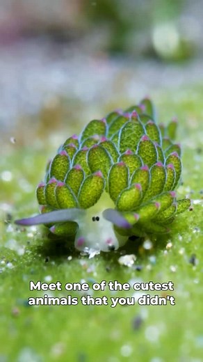 Ocean Wonder’s on Instagram: "Sea sheep Sea sheep, scientifically known as Costasiella kuroshimae and also called “leaf sheep,” are a type of tiny marine slug that has captivated many with its unique appearance and fascinating biology. Here are some cool facts about them: 1. Distinctive Appearance: Sea sheep are incredibly cute and resemble cartoon sheep or small, leafy plants. They have a round, white or translucent body with green, leaf-like appendages (called cerata) that make them look like
