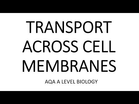 TRANSPORT ACROSS CELL MEMBRANES- AQA A LEVEL BIOLOGY + EXAM QUESTIONS RUN THROUGH