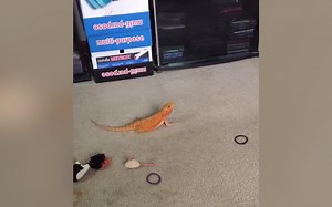 油管爆笑视频搬运 第24期 Lizard Compilation