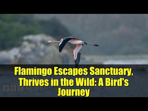 Flamingo Escapes Sanctuary, Thrives in the Wild: A Bird's Journey