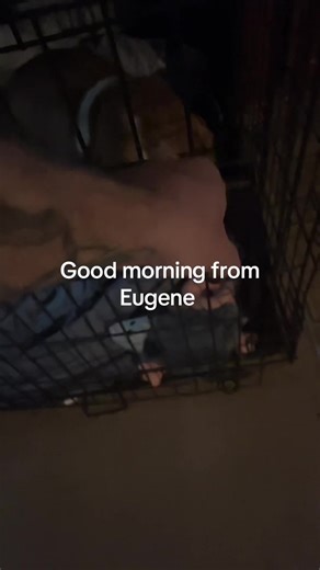 Ryan (@ryansparks1014)’s videos with original sound - Pet diary