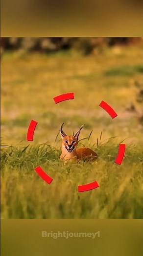 Caracal Cat Jumps 10 Feet to Catch Birds in Mid Air | Deadliest Wild Cat #reels #facts