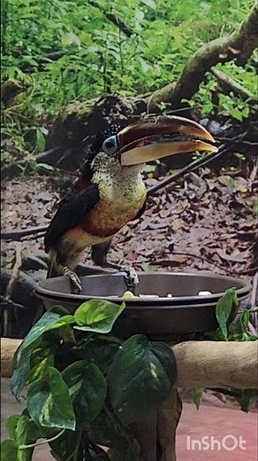 Toucan Bird Feeding, it's tough to eat with all that beak, Cleveland Aquarium
