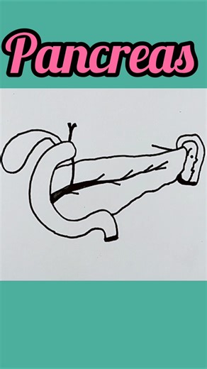 How To Draw Pancreas Diagram Easily Class 10//Pancreas Gland Diagram//#Pancreas Anatomy #shorts