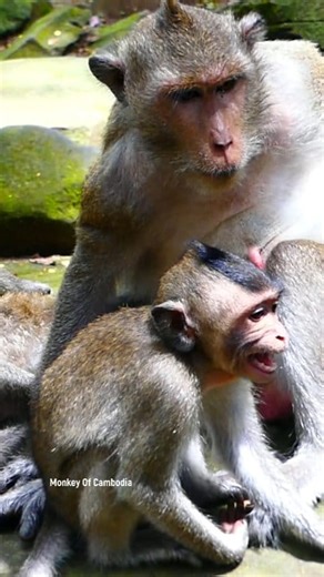 13K views · 207 reactions | Frustrated Baby Monkey Throws Tantrum, Screaming Loudly While Sitting Alone, Desperately Begging Mom for Milk and Comfort _______ . . . #babyanimals #reelsfb #leo #wildlife #animals #rainbow #Luna #monkey #cuteanimals #lynx #fblifestyle | Monkey Of Cambodia | Facebook