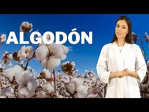Cotton, medicinal plant and bark, what cotton is used for and how to take cotton