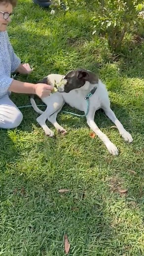 🩷🏠🐶Raven is a gentle 9-10 month-old Wolfhound cross who has been rescued from the pound and is slowly learning to trust and gain confidence. She deserves a loving forever home with a patient and kind family who will help her continue to blossom—Raven is located in Running Stream, NSW and be be transported. 900164002306511 #adoptme #guardianangelsanimalrescue #rescuemiracle🐾🐶🩷🏠 | Guardian Angels Animal Rescue Incorporation