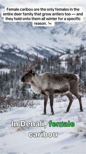 Female caribou are the only females in the entire deer family that grow antlers too — and they hold onto them all winter for a specific reason. 🦌 Denali National Park caribou, caribou antlers female, Rangifer tarandus, Denali Herd Alaska, caribou antler shedding cycle, Denali wildlife facts, caribou winter survival #Denali #NationalParks #Caribou #Wildlife #FindYourPark