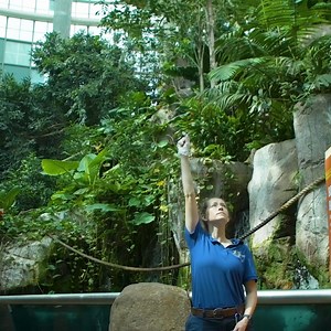 Have you ever wondered how our Aviculturists feed over 30 free-flying birds in the Amazon Rainforest exhibit? The birds have audio queues (whistle and clicker) to signal to them it’s feeding time. Our Aviculturists also feed the birds four different bowls of fruit and bugs like crickets and mealworms. Aviculturists use feeding time to do their animal census and checks to make sure every bird is happy and healthy. | Audubon Aquarium