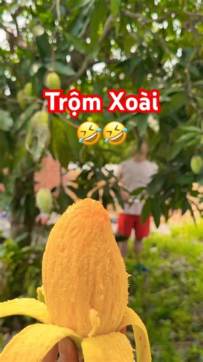 Trộm xoài ngon quá 🤣 #thuvi #ledung #mukbang #xoai #fruit #thuvi #ngon