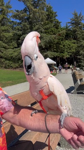 We’re outside having fun!! 🥳😃 #barneythewestcoastcockatoo #fun #outside #sun