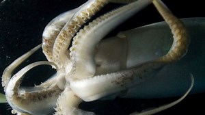 Science copies how squid change colour