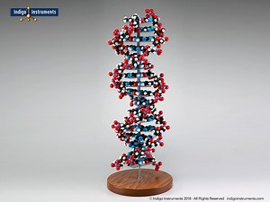 Indigo DNA Double Helix Structure Model 17 Pairs for Display.