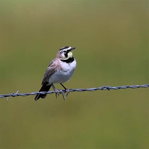 The song of the horned lark is a fast, high-pitched sequence of sharp, tinkling notes, often rising in pitch to a quick jumble of concluding notes. Songs are typically a couple of seconds long but may go on for more than a minute. Video of singing horned lark by Dan Streiffert #hornedlark #highdesert #oregondesert #greatbasin #malheurnationalwildliferefuge #friendsofmalheur | Friends of Malheur National Wildlife Refuge