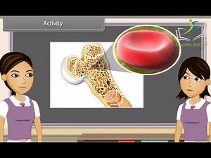 Class 9 Biology || Chapter 1: Animal Tissues (English) || CBSE