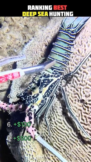 Deep Sea Hunting: Most Valuable Catches RANKED