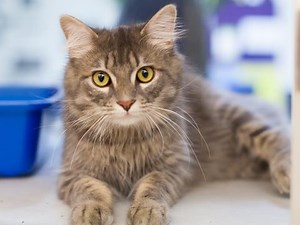 13K views · 473 reactions | Celebrate Adopt A Shelter Cat Month by adopting a cat or two from NHS! | Nebraska Humane Society | Facebook
