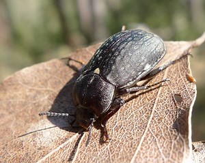 Darkling Beetle - Learn About Nature