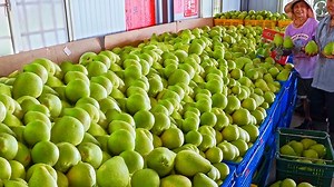 950K views · 10K reactions | Amazing Taiwanese Pomelo Harvest, Dried Pomelo Production | Awesome Food Taste | Facebook