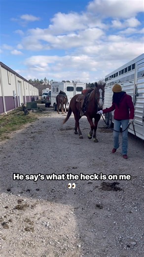 The first couple steps with splints and bells are always the best! We’re warmed up and waiting to go!! Wish us luck! ☺️ | 𝐑𝐞𝐚𝐥 𝐃𝐞𝐚𝐥 𝐇𝐨𝐫𝐬𝐞𝐬 𝐋𝐋𝐂